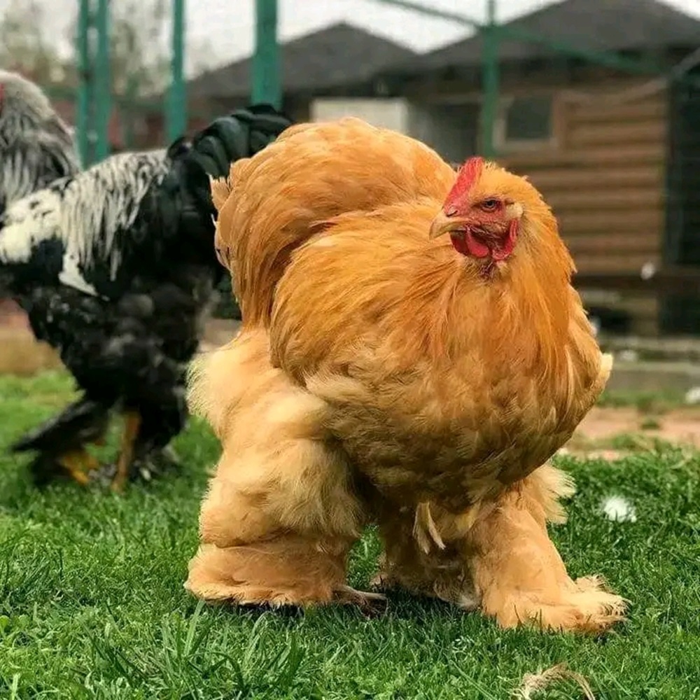 Buff Orpington