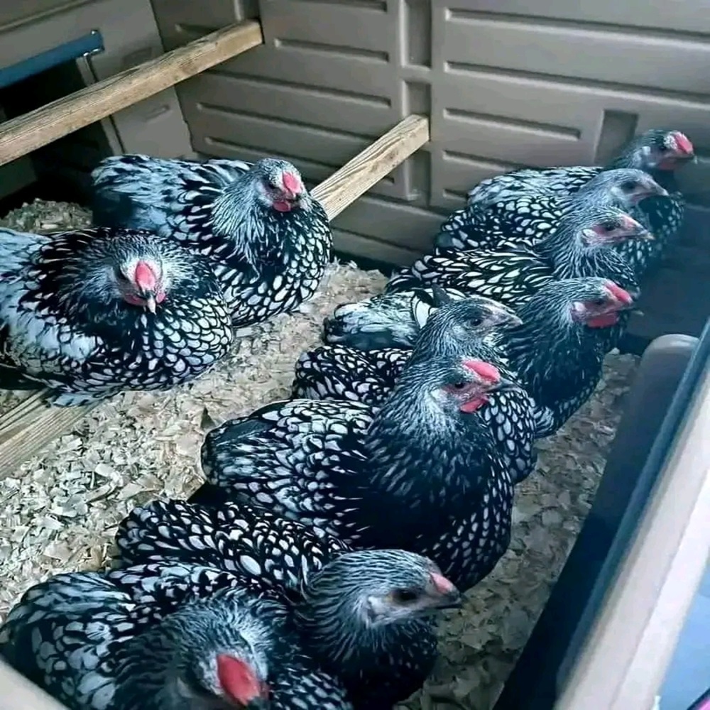 Hens
