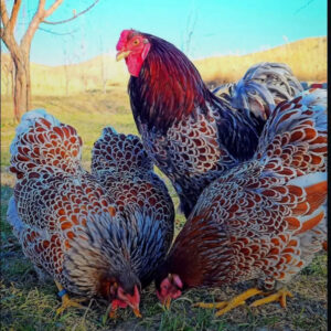 Blue Laced Red Wyandotte