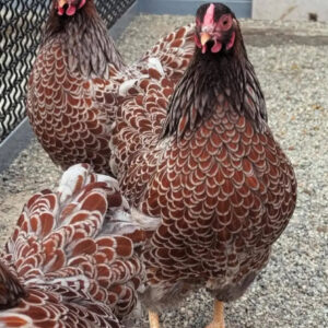 Silver Laced Wyandotte