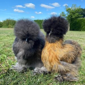 Silkies